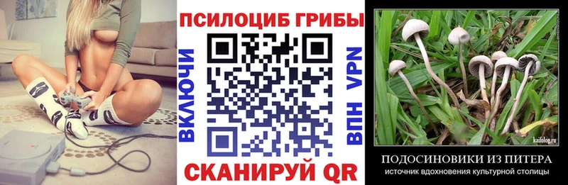 Псилоцибиновые грибы Psilocybe  Купить  Знаменск 